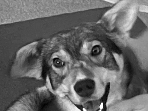 Lobo - Protection & Joy